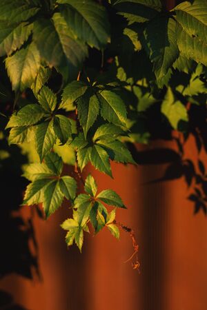 Colorful ivy or vine branches in the garden in autumn in the early  evening in the village. Green, orange, yellow and red leaves pattern.の写真素材