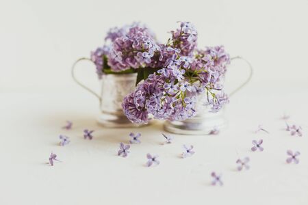 Purple spring lilac flowers still life on white background in the morning. Purple bunch of lilac in metal pots.の写真素材