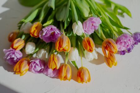 Bouquete of colorful spring tulips on white background in a sunny day. Purple, orange and white fresh flowers.の写真素材