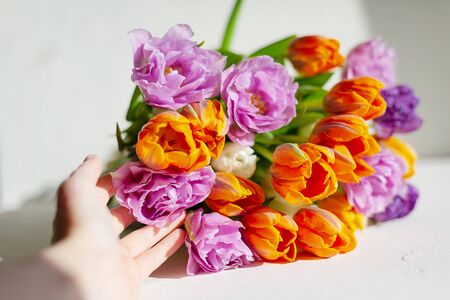 Bouquete of colorful spring tulips on white background in a sunny day. Purple, orange and white fresh flowers.の写真素材