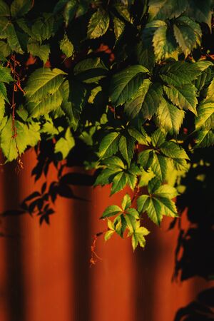 Colorful ivy or vine branches in the garden in autumn in the early  evening in the village. Green, orange, yellow and red leaves pattern.の写真素材