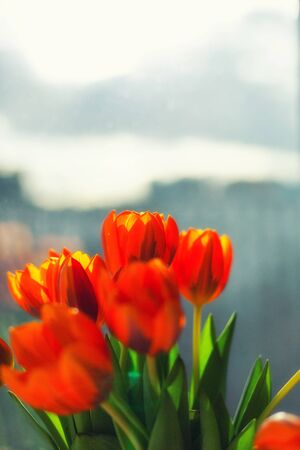Spring orange tulips  in a vase near the window in the morning.の写真素材
