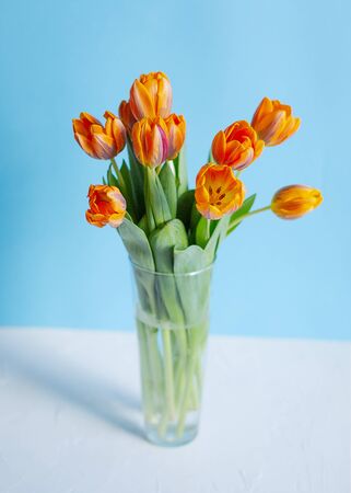 Spring orange tulips in a vase on blue background. Horizontal view.の写真素材