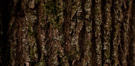 A tree bark macro natural background wooden green mossの写真素材