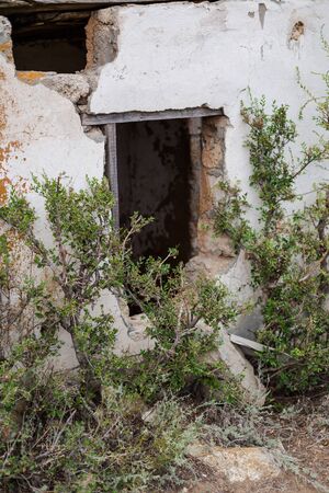 An old destroyed building overgrown with wild green branches of a tree.Background or wallpaper for a telephone.の写真素材