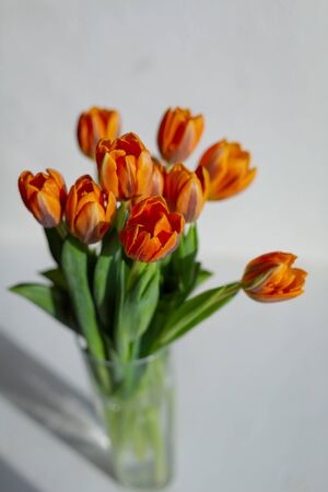 Spring orange tulips in a vase on the white background.の写真素材