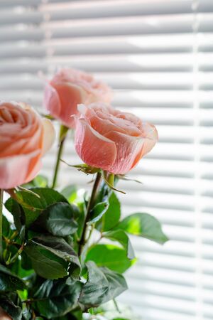 High fresh ranunkuluses in a vase on the window. Shadow and sun beams through the window shutter.の写真素材