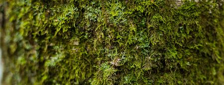 A tree bark macro natural background wooden green mossの写真素材