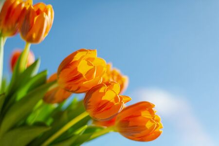 Spring  orange tulips in a bouquete on blue sky background.の写真素材