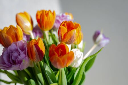 Bouquete of colorful spring tulips on white background in a sunny day. Purple, orange and white fresh flowers.の写真素材