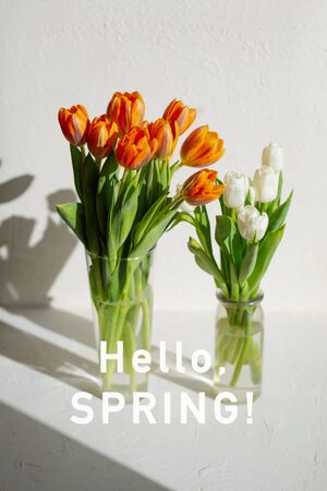 Two vases with spring orange and white tulips are on the white table near the windoow. Contrast light.の写真素材