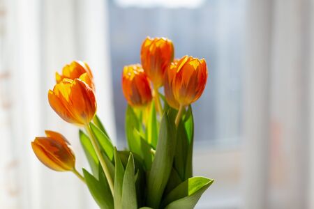 Spring orange tulips in a vase near the window in the morning.の写真素材