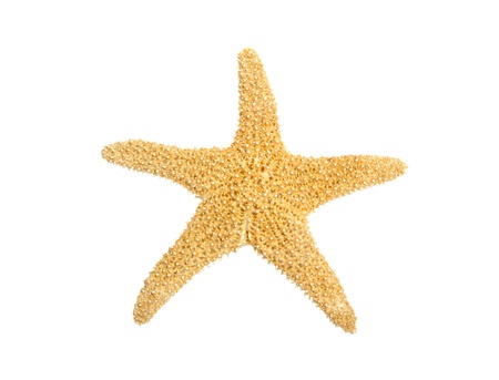 Sea shellsの写真素材