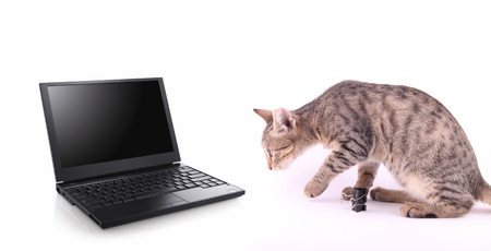 laptop and cat  on white background. tehnology conceptの写真素材