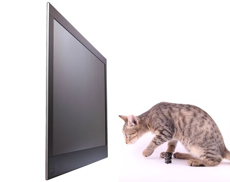 Cat looking on display isolated on whiteの写真素材