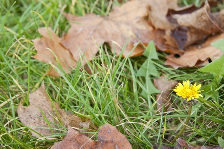 Dandelion in leaves and grassの写真素材