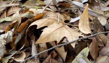 Dry leaves close upの写真素材