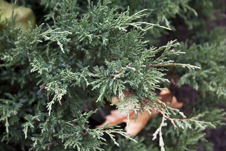 Pine tree close upの写真素材