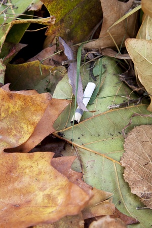 Cigarette butt in leavesの写真素材