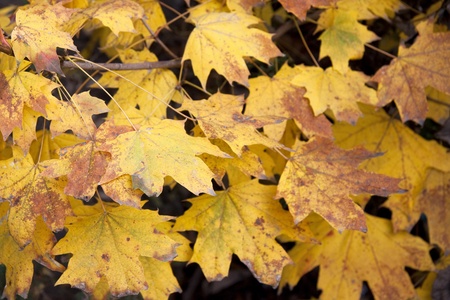 Dry yellow leavesの写真素材