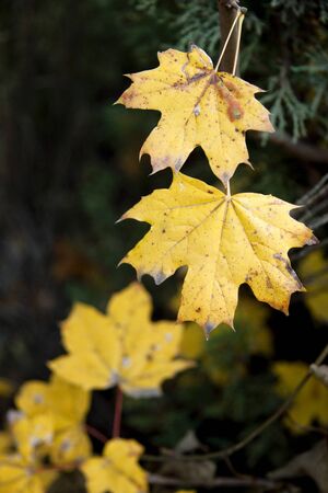 Dry yellow autumn leavesの写真素材