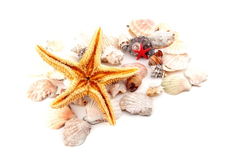 Seashell collection on white or isolatedの写真素材