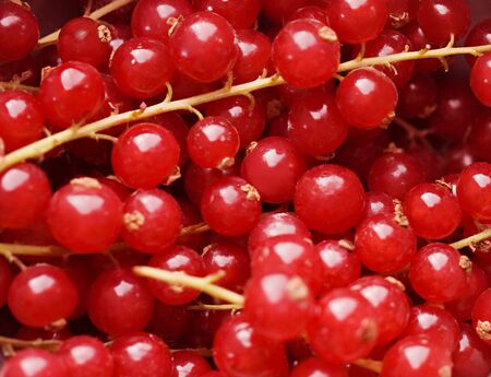 background of red berries in closeup