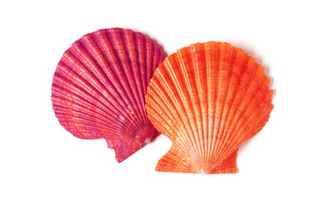Tan Radial Seashell Isolated on White Backgroundの写真素材