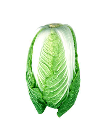 cabbageの写真素材