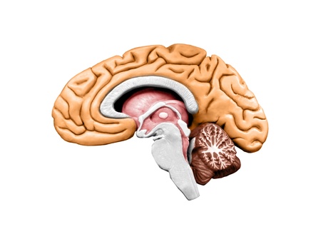 brain modelの写真素材