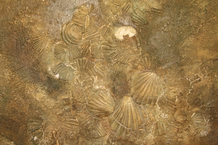 Shell sediment abstract background or texture site