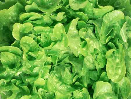 fresh green salad macro close up for youの写真素材