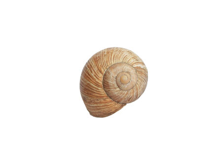 Sea Shell Isolated on a White Background