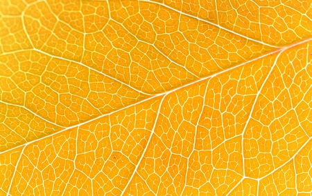 Beautiful yellow autumn leaves backgroundの写真素材