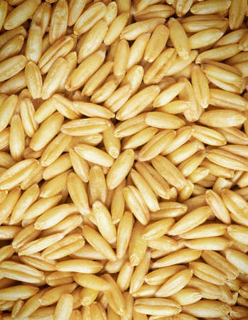 Whole wheat grains close up backgroundの写真素材