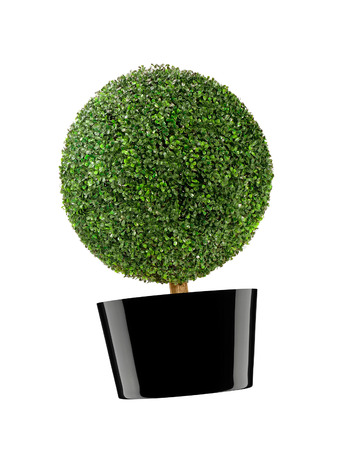 round bush isolated on whiteの写真素材