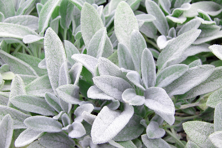 plant with white petalsの写真素材