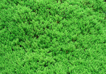 Bush close up textureの写真素材