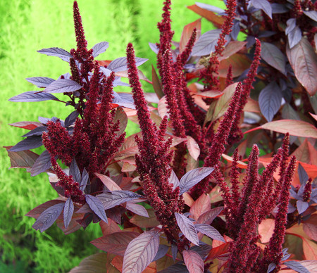 red flower in gardenの写真素材