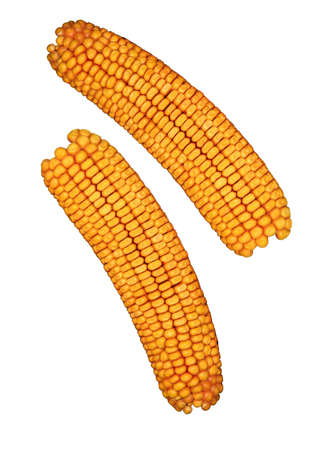 Ear of corn isolatedの写真素材