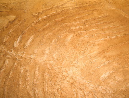 Close-up of fish fossilsの写真素材