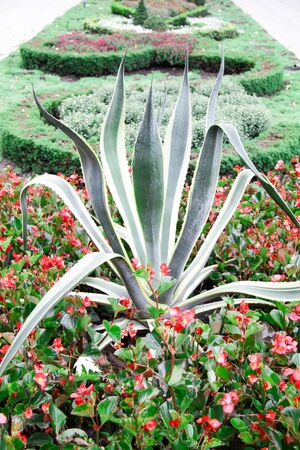 big plant with red flowersの写真素材