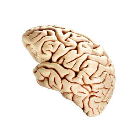 brain isolated on whiteの写真素材