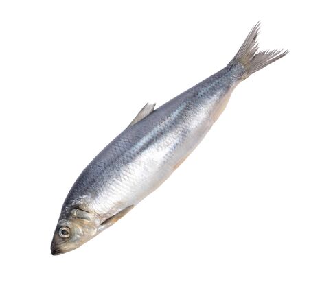 fish isolated on whiteの写真素材