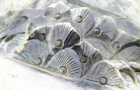 Abstract stone flowerの写真素材