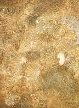 Shell sediment abstract backgroundの写真素材