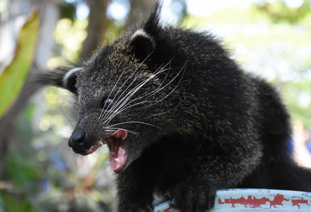 The Little Bearcat suprise for foods at Khao Keaw open zooの写真素材