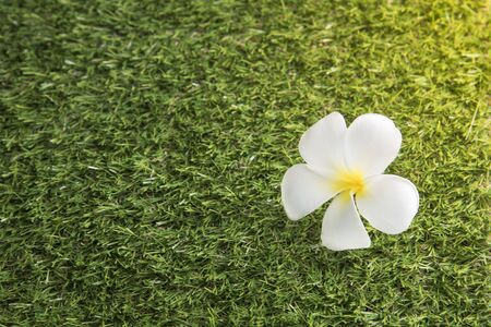 White flower Leelawadee on the grass field, environment conceptの写真素材