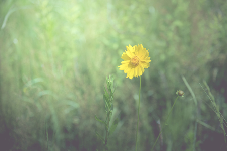 Yellow flower in the spring background in the middle of grass field, vintage toneの写真素材