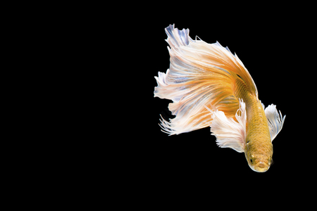 Golden Betta Siamese fighting fish, Betta splendens Pla-kad ( biting fish ) of Thailand, swimming motion on black isolated background, Animal and Aquamarine conceptの写真素材